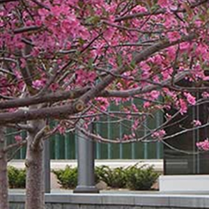 Banner Image For Hazelden Betty Ford Graduate School of Addiction Studies